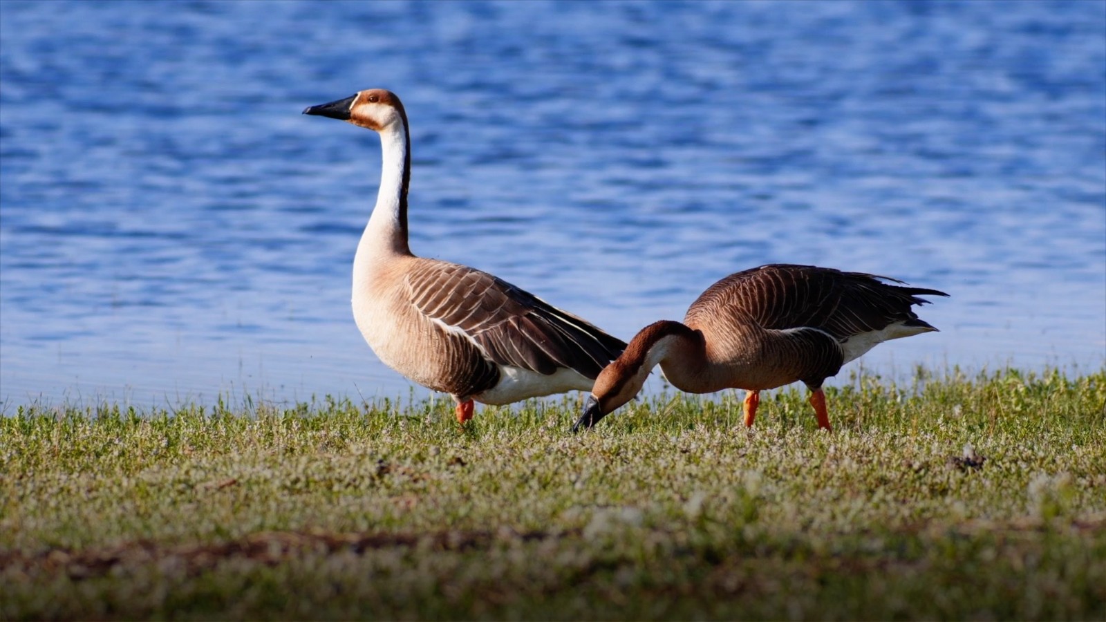 Wildlife Photography in Hulun Lake